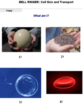 Cells - Lesson Guide