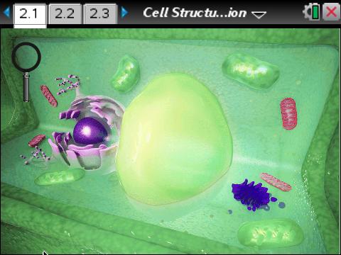 Cell Structure & Function