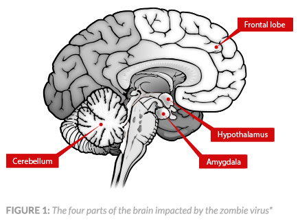 do zombies only have brain stem function