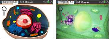 Cell Structure and Function screenshots