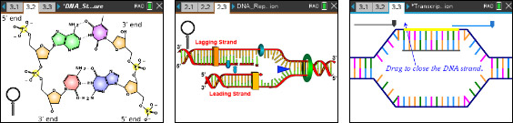 DNA Structure, DNA Replication, Transcription and Translation screenshots