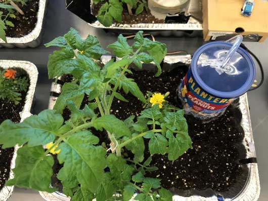 Fig. 5. Tomatoes and marigolds happily growing thanks to the automatic watering system.