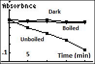 Photosynthesis KeyShot1