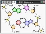 DNA_Structure
