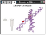 Recombinant_DNA