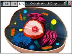 18167cellebratinglife