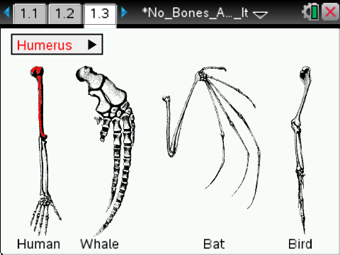 No_Bones_About_It_SS