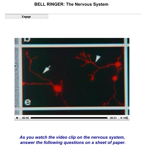 The Nervous System SS